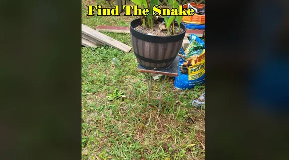 snake