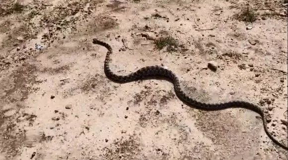 snakc