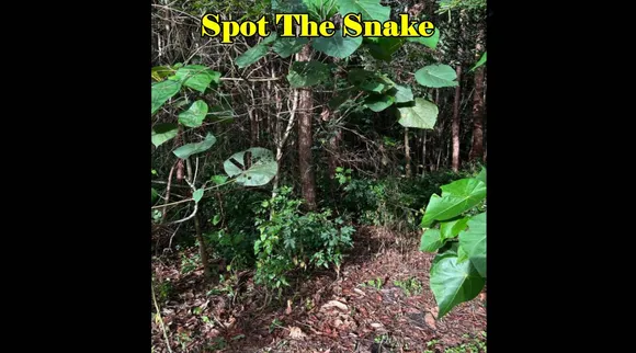 Snake can you find 3