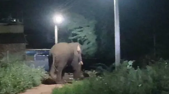 Cbe elephant