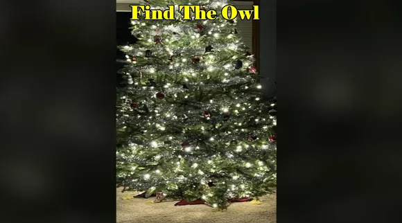 owl
