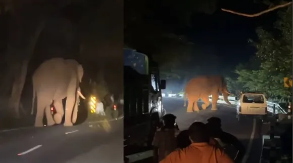 elephant