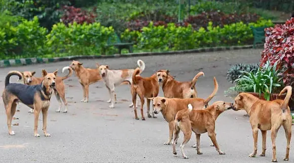 Street dogs