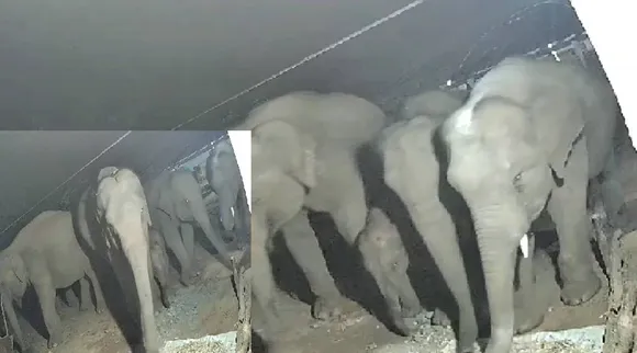 யானை