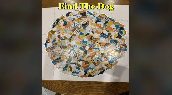 Find The Dog