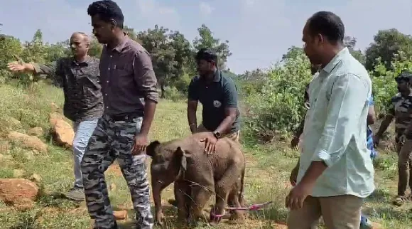 Cbe elephant