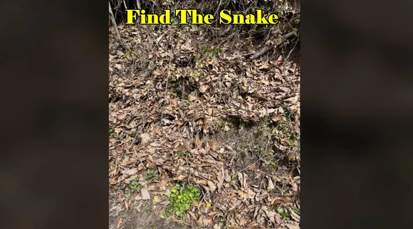 Snake hiding 