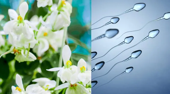Sperm count