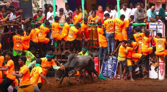 Jallikattu