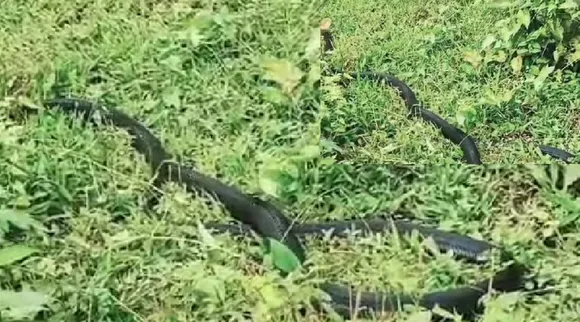 கிங் கோப்ரா