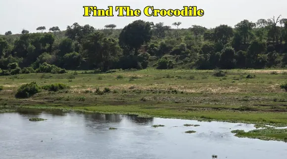 Crocodile 3