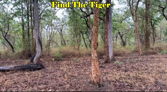 Find The Tiger 3
