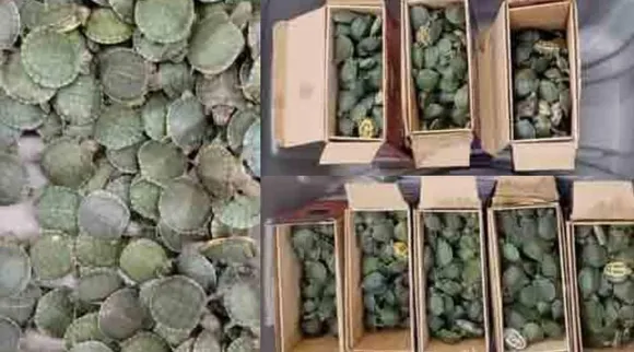 tortoise