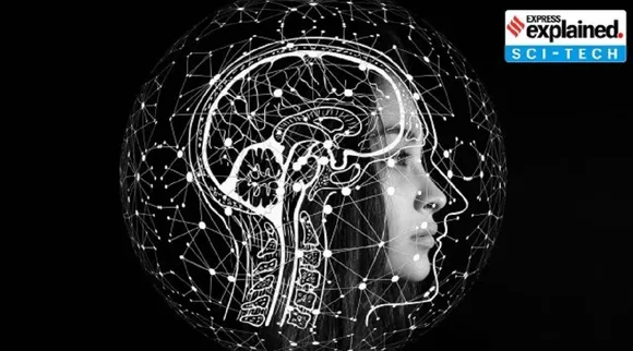 human brain