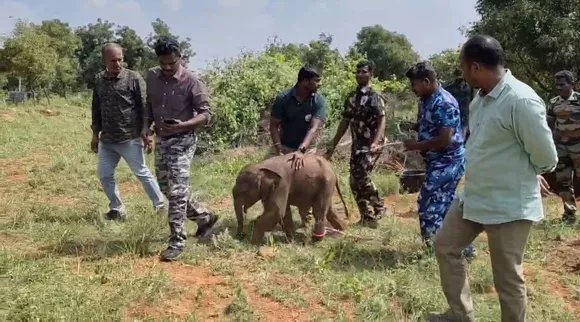 elephant calf forest