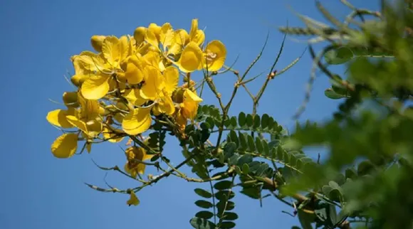 Senna auriculata