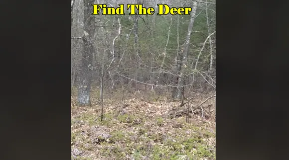 find Deer 3