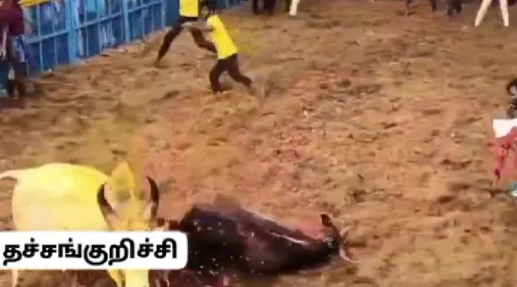 Pudukottai Thatchankurichi jallikattu bulls collide each other video Tamil News
