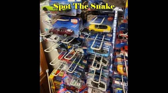 Spot Snake