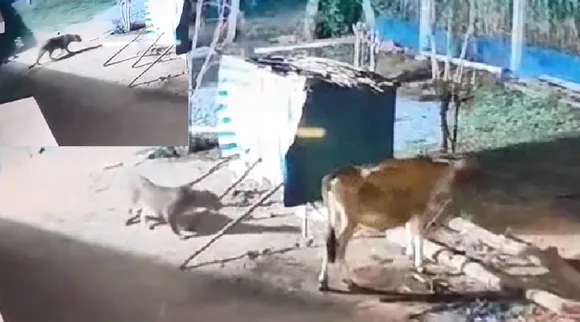 cheetah roaming