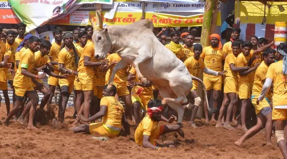sivaganga collector announcement jallikattu manjuvirattu Tamil News