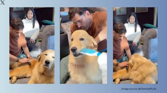 Dhoni dog groom