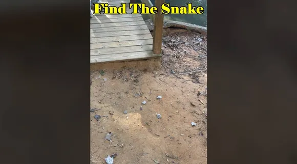 Hidden Snake 3