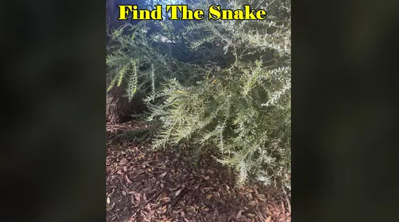 Snake find here 1