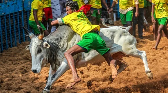 Madurai Avaniyapuram Jallikattu police rules Tamil News