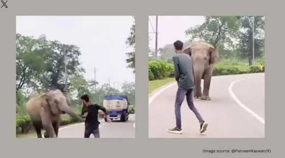 Man chases elephant