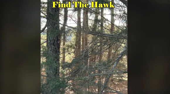 Find The Hawk
