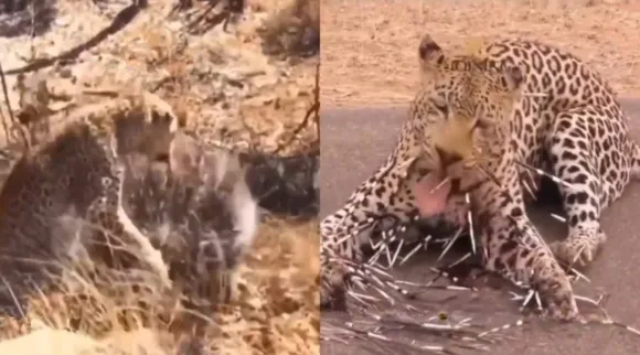 leopard porcupine