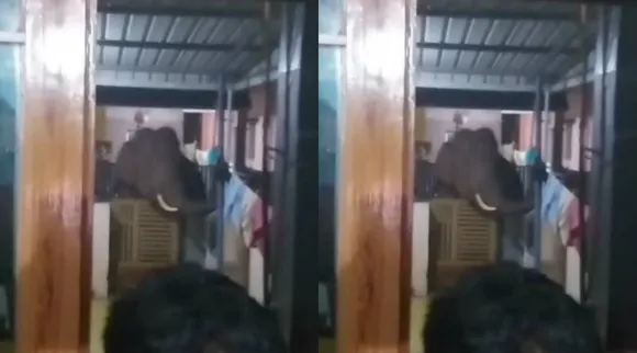 wild elephant in house