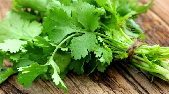 Coriander leaves