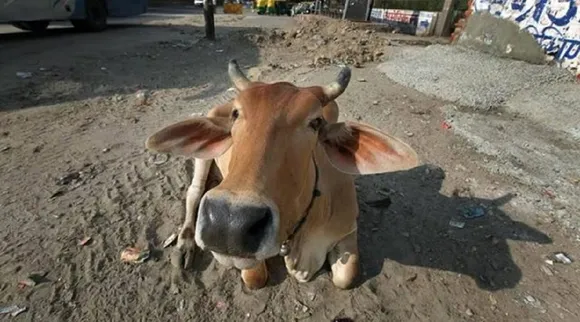 cow urine