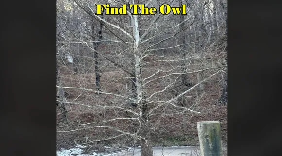 can find owl 2
