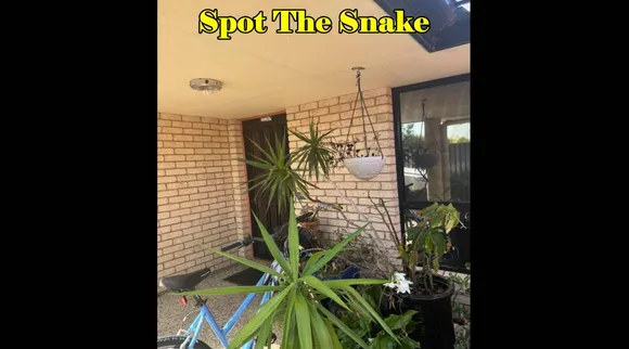 Snake find pls 3