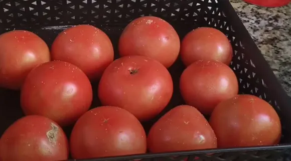 tomato fresh
