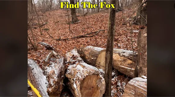 Find The Fox 