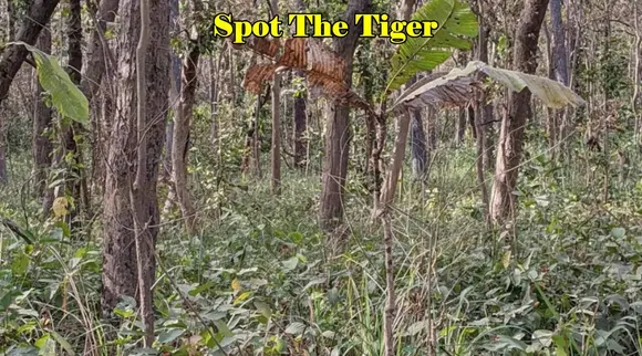 Spot The Tiger 1x