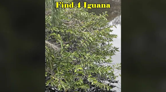Find 4 Iguana 3