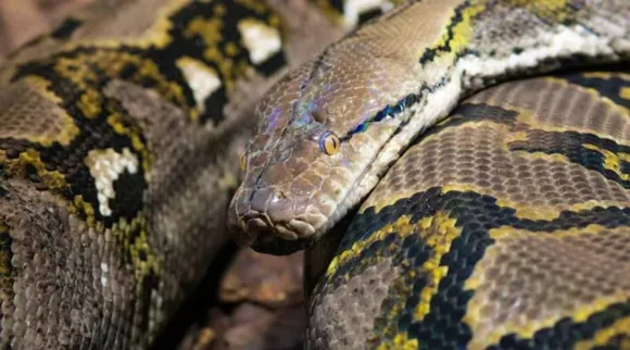snake