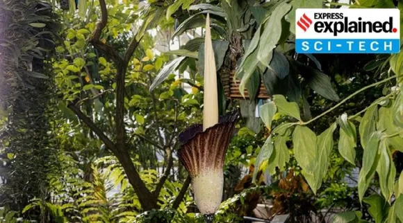 corpse flower
