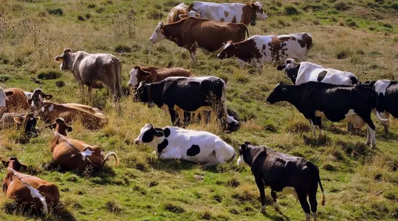 Herd Of Cattle
