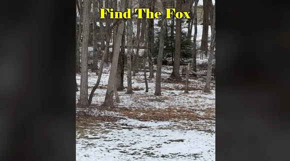 Fox where 3