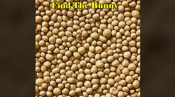 Find The Bunny x1
