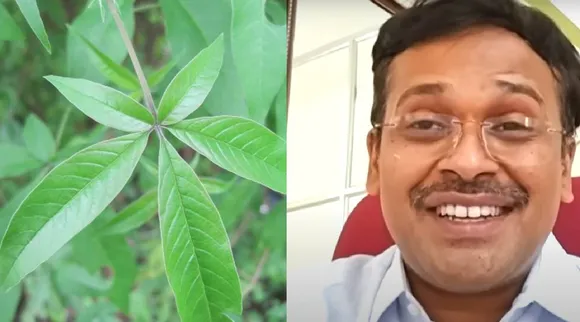 Nochi Leaves
