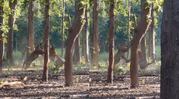 tigers fight