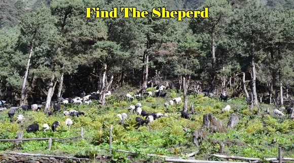 Find The Sheperd 1