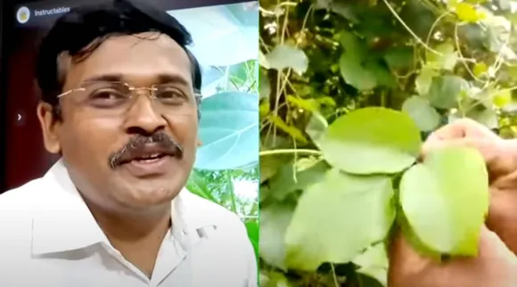 dr karthikeyan kurinjan keerai